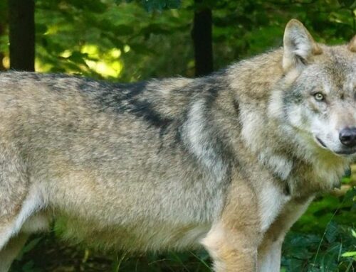 Landkreis Wesermarsch informiert über Vorgehen bei Wolfsrissen