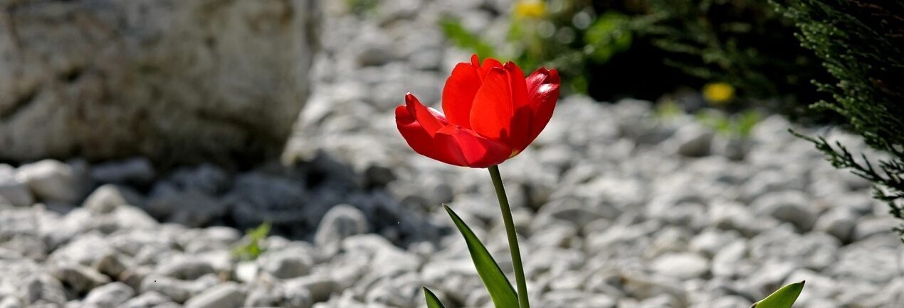 Landschaftliches Bild mit Blumenwiese und einem Sonnenuntergang