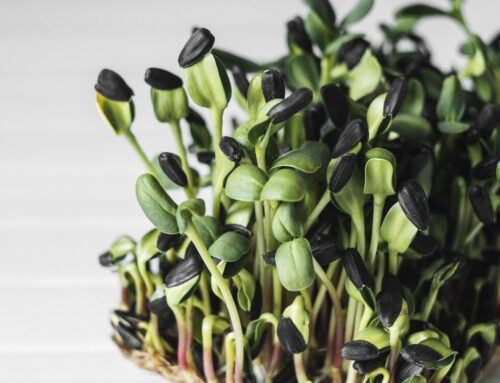 Klimaschutz von der Fensterbank