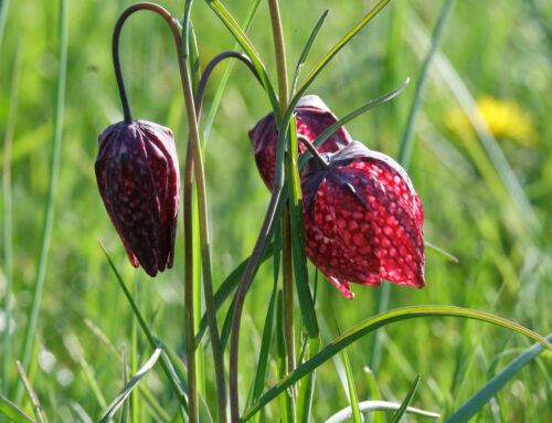 Schachblumenblüte: Untere Naturschutzbehörde bittet um Rücksicht