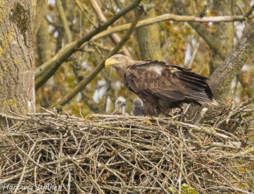 Bitte ausreichend Abstand zu Seeadler-Nestern halten